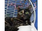 Adopt Natalie a Domestic Shorthair / Mixed (medium coat) cat in Roanoke