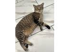 Adopt Eros a Brown Tabby Domestic Shorthair (short coat) cat in Marinette