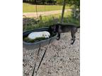 Adopt Billie a Black Labrador Retriever dog in Gillsville, GA (37330685)