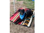 Adopt Bucky a Black Doberman Pinscher / Labrador Retriever / Mixed dog in