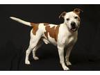 Adopt Challenger a White American Staffordshire Terrier / Mixed dog in Cashiers