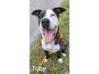 Adopt Toby a American Pit Bull Terrier / Labrador Retriever / Mixed dog in