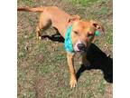 Adopt Marley a Brown/Chocolate Black Mouth Cur / Mixed dog in Mesquite