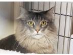 Adopt Dorian a Gray or Blue Domestic Longhair / Domestic Shorthair / Mixed cat