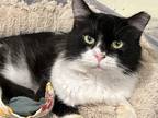 Adopt Lover Boy a Black & White or Tuxedo Domestic Longhair (long coat) cat in