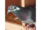 Adopt Petey 259 a Pigeon bird in Kanab, UT (32091003)
