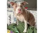 Adopt Tank a Tan/Yellow/Fawn American Pit Bull Terrier / Mixed dog in Shohola
