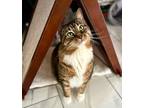 Adopt Daisy a Brown Tabby Domestic Shorthair (short coat) cat in Marinette