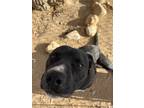 Adopt Bruno a Black - with White Mastiff / Mixed dog in Van Nuys, CA (37312298)