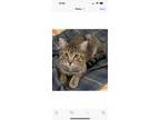 Adopt George a Brown Tabby Domestic Shorthair (short coat) cat in Independence