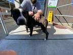 Adopt Duqe a Black American Pit Bull Terrier / Mixed dog in Selma, CA (37311840)