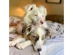 Adopt Faith & Banchee a Merle Australian Shepherd / Mixed dog in Milford