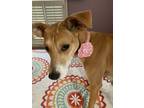 Adopt Etta a Tan/Yellow/Fawn - with White Hound (Unknown Type) / Mixed dog in