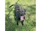 Adopt Cadence a Brindle Terrier (Unknown Type, Small) / Mixed dog in Tuscaloosa