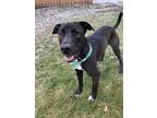 Adopt Pops a Black - with White Labrador Retriever / Mixed Breed (Large) / Mixed