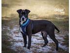 Adopt Pibbles a Black - with White Pit Bull Terrier / Border Collie / Mixed dog