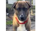 Adopt Bear a Brown/Chocolate Mixed Breed (Large) / Mixed dog in Hollywood, SC