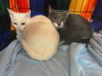 Adopt Khaleesi & Gracie a Orange or Red American Shorthair / Domestic Shorthair