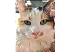 Adopt Fluffy Mama Duchess a Calico or Dilute Calico Calico (medium coat) cat in