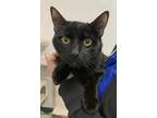 Adopt Karl Purrz a All Black Domestic Shorthair / Domestic Shorthair / Mixed cat