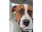 Adopt Duke a Red/Golden/Orange/Chestnut - with White Boxer / Mixed dog in