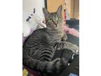 Adopt Phil (female) a Gray, Blue or Silver Tabby Domestic Shorthair cat in New