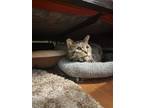 Adopt Iron man a Gray, Blue or Silver Tabby Domestic Shorthair cat in New York