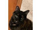 Adopt Ninja a Domestic Shorthair / Mixed (short coat) cat in Meriden