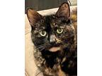 Adopt Raven a Domestic Shorthair / Mixed (short coat) cat in Meriden