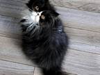 Cfa Black Bicolor Persian Kitten