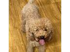 Poodle (Toy) Puppy for sale in Pigeon Forge, TN, USA