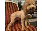 Poodle (Toy) Puppy for sale in Decatur, GA, USA