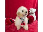 Poodle (Toy) Puppy for sale in Pigeon Forge, TN, USA