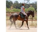 Young Thoroughbred Gelding