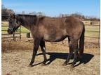 well bred grulla filly SOLD!
