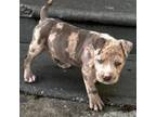 American Pit Bull Terrier Puppy for sale in Newark, NJ, USA