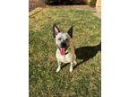 Adopt Lily a Australian Cattle Dog / Blue Heeler, Pit Bull Terrier