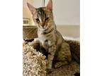 Adopt Tulare a Abyssinian, Tabby