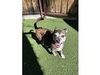 Capone, Boston Terrier For Adoption In San Gabriel, California
