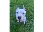 Adopt Denise a American Staffordshire Terrier, Mixed Breed
