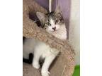 Adopt Stitch a Domestic Short Hair