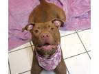 Adopt Arden a American Staffordshire Terrier