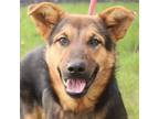Adopt Menaka a German Shepherd Dog