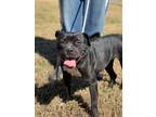 Adopt Rosita a Staffordshire Bull Terrier