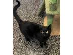 Adopt Shady Lady a Domestic Short Hair