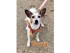 Adopt Kacey in Texarkana TX a Jack Russell Terrier