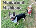 Adopt Wanda And Wishbone BONDED PAIR in Texarkana TX a Dachshund