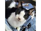 Adopt Sweet Apple Acres a Domestic Short Hair