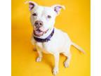 Adopt Bella-$75 Adoption Fee! Diamond Dog! a Pit Bull Terrier