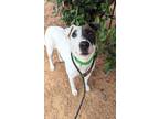 Adopt Blanc a Bull Terrier, Mixed Breed